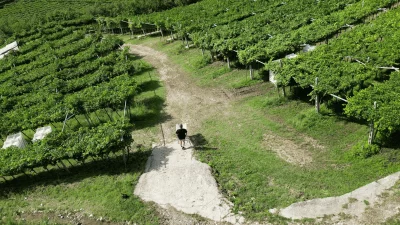 Thumbnail Cata de vinos a ciegas en Castellani Michele en Valpolicella
