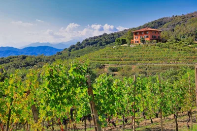Thumbnail Bienvenue dans le Haut-Piémont : Découvre la Boca et ses vins uniques