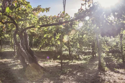 Thumbnail Weintour an der Amalfiküste - Ein Tag inmitten der Weinberge