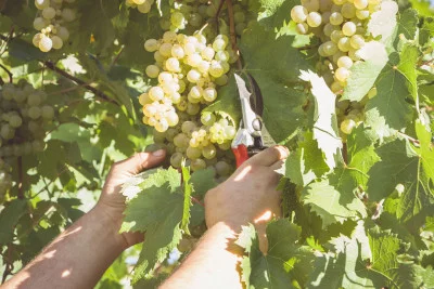 Thumbnail Wine tour della Campania da Salerno - Costiera Amalfitana e Cantine del Vesuvio