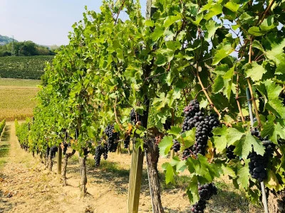 Thumbnail GOLD Wine Experience : Un voyage à travers les vignobles et les caves à La Mondianese
