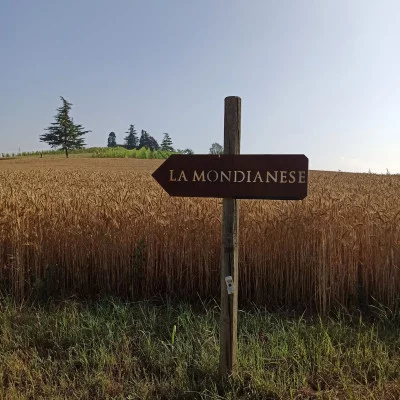 Thumbnail GOLD Wine Experience: A Journey Through Vineyards and Cellars at La Mondianese