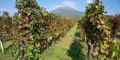 Thumbnail Cata de vinos superiores en las laderas del Vesubio desde Nápoles