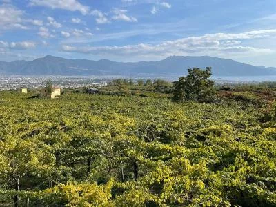 Thumbnail Degustazione di vini di qualità superiore sulle pendici del Vesuvio da Napoli