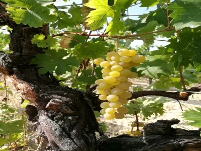 Thumbnail Biologische &amp; Vegane Weinprobe auf dem Weingut Illica