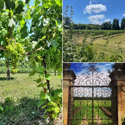Thumbnail Guided Tour & Wine tasting at Castello di Roncade