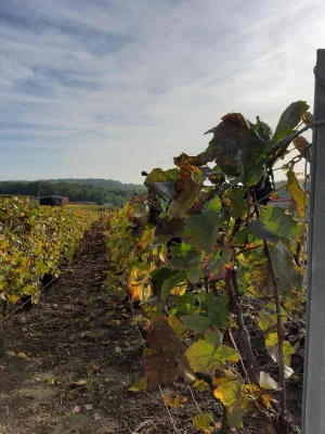 Thumbnail Excursion d'une journée dans la région de Champagne : Explorer Reims et Épernay en train depuis Paris