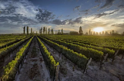 Thumbnail Mendoza Wein- & Gourmet-Reise