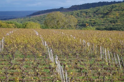 Thumbnail Wine Tasting Workshop in a Family-Owned Vineyard Domaine Joseph Lafarge in Mâconnais