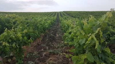 Thumbnail Wine Tour with Lunch or Dinner at Baglio Florio Adamo