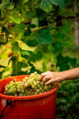 Thumbnail Découverte du Prosecco de Conegliano Valdobbiadene à la cave De Riz