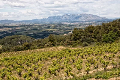 Thumbnail Dégustation exclusive de vin mousseux : Découvrir les meilleurs vins du DO Corpinnat et visiter les vignobles du Penedès