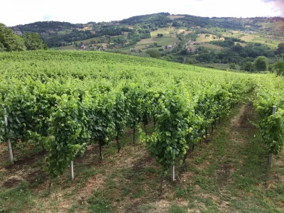 Thumbnail Wine Day Full-Day Food & Wine Tour in Irpinia