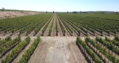 Thumbnail Degustazione di vini nati dalle pietre di Bodega Lagravera