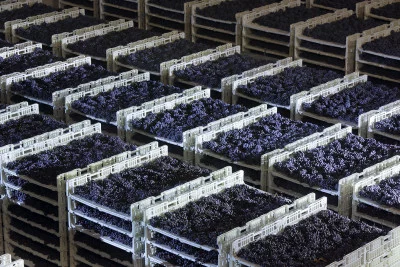 Thumbnail Tour Hemingwine Grand Cru Gourmet - Back Vintages im Weingut De Stefani