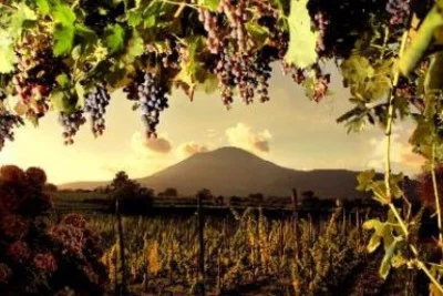 Thumbnail "Récolte avec nous !" Expérience privée de cueillette de raisin et de dégustation de vin au départ de Naples