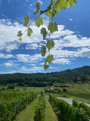 Thumbnail "Sensazioni di Valle del Sole" Discover the Full Expression of Valle del Sole Wines