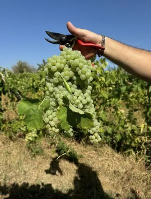 Thumbnail Degustazione di vini e wine tour presso la Cantina Mancini a Marciano della Chiana