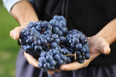 Thumbnail Degustazione di vino guidata dall'enologo e visita a Costaripa a Moniga del Garda