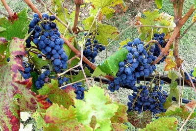 Thumbnail Tour privato Savor Exquisite Wines - Brunello & Nobile Wine Tour