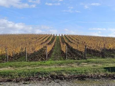 Thumbnail Excursión Privada Volterra y San Gimignano + Cata de vinos (desde el Puerto de Livorno)