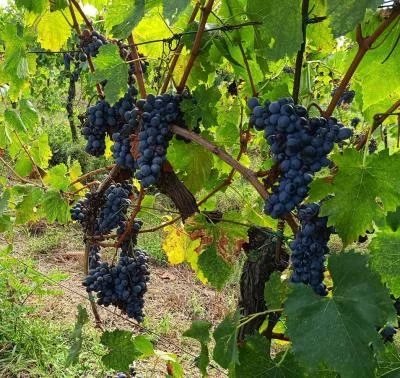 Thumbnail Private Excursion Volterra & San Gimignano + Wine Tastings (from Livorno Port)