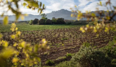 Thumbnail Cata de Vinos de Finca en Bodega Gil Berzal - Cata Recoveco en Rioja Alavesa