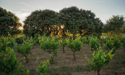 Thumbnail Verkostung einzelner Weinberge in der Bodega Gil Berzal - Cata Recoveco in der Rioja Alavesa