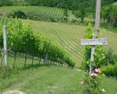 Thumbnail Wine Experience at Maria Galassi Organic Winery in Bertinoro, Emilia-Romagna