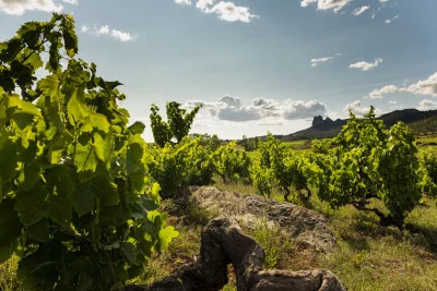 Thumbnail Geführte Weingutstour, Weinprobe und Tapas-Paarung in Bodegas Tihom