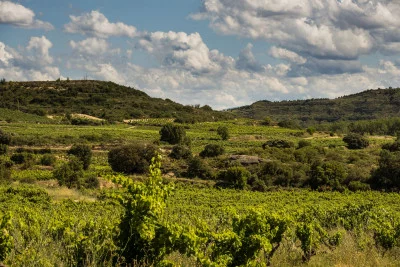 Thumbnail Geführte Weingutstour, Weinprobe und Tapas-Paarung in Bodegas Tihom
