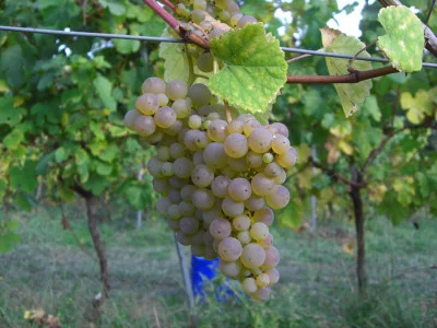 Thumbnail Viticulture in Detail at Txakoli Garate