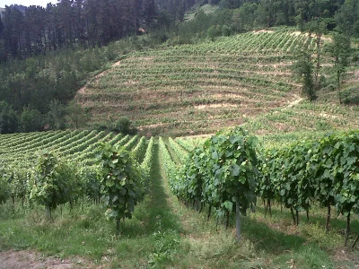 Thumbnail Viticulture in Detail at Txakoli Garate