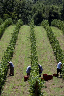 Thumbnail Weinberg, Keller und Verkostung im Herzen Umbriens in der Cantina Sandonna
