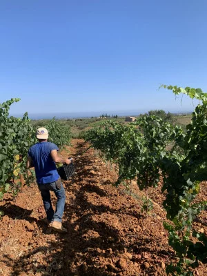Thumbnail Viaje por los Vinos Tola - Entre la Elegancia y el Territorio en Tola Vini