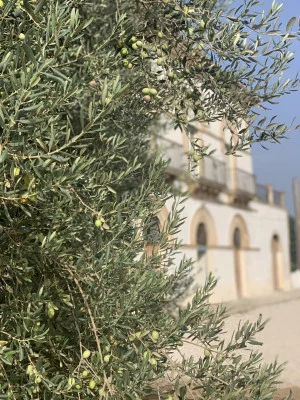Thumbnail Degustación de "El Palmento" en Tenuta Santo Spirito con Vinos Ecológicos