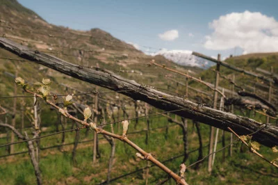 Thumbnail Visita a la bodega y cata en Weingut Pitzner, Tirol del Sur