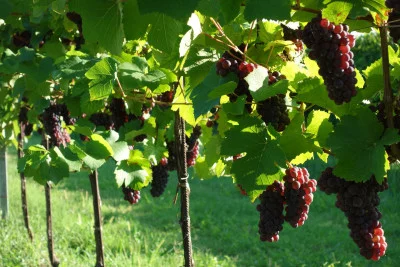 Thumbnail Vignaluna Experience - Sapori e ospitalità nel Piave DOC