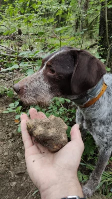 Thumbnail Chasse aux truffes dans le Piémont avec dégustation de vin et de produits à base de truffes
