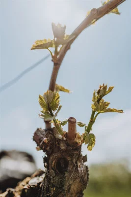 Thumbnail Weinprobe und Besuch des Weinbergs auf der Domaine Lacour in Saint-Sernin-du-Plain