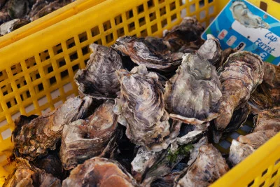 Thumbnail Arcachon Bay Full-Day Trip from Bordeaux: Oysters, Wine & Dune du Pilat Adventure