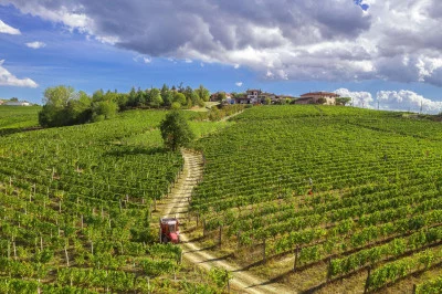 Thumbnail Esperienza con il Moscato presso la cantina Gianni Doglia a Castagnole delle Lanze