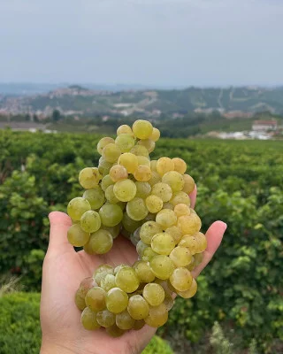 Thumbnail Moscato Experience at Gianni Doglia Winery in Castagnole delle Lanze
