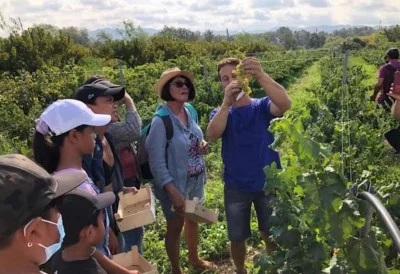 Thumbnail Vineyard Tour & Brunch at Celler Pedrola - La Cistella de l'Ebre