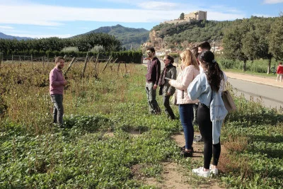 Thumbnail Visita a Viñedos y Brunch en el Celler Pedrola - La Cistella de l'Ebre