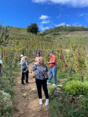 Thumbnail Wine tour privato di mezza giornata nella Valle del Rodano settentrionale da Lione