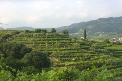 Thumbnail Siridia’s Journey: Wine Tasting with Local Products at Cantina Siridia in Valpolicella