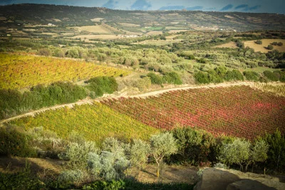 Thumbnail Alla scoperta dell'approccio biointegrale: Tour del vigneto, della cantina e dell'anfora con degustazione alla Tenuta Olianas