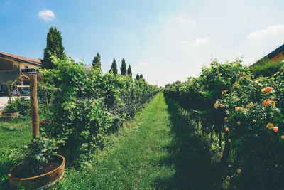 Thumbnail Visita privada a Soave, Borgo y las bodegas con almuerzo incluido desde Verona