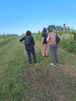 Thumbnail Natural Wine Tasting in the Vineyard – Under the Oak Tree at Tunia